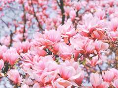 난 분홍색 좋아해!