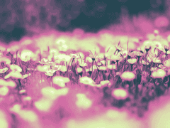 아마란토스 이야기