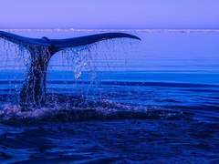 바다 속으로 비치는 햇빛, 심해의 아지랑이