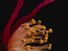 이와시미즈 후유카시와/42/이와시미즈