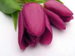 [백도] 나의 마지막