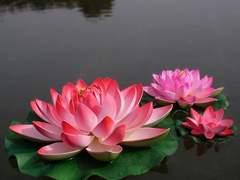 all for love 梦尽: 七