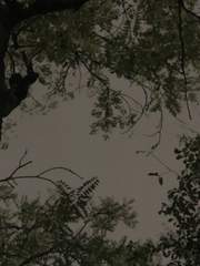 [우시히나] 이레