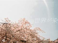 [아카쿠로] 세상이 물들 듯이