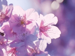 류 아이링*26살*인간[1차 수정]