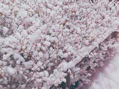 게토고죠 세번의 기회