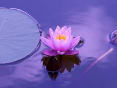 물안개 속 질식되는 꽃향기, 바스러진 인애.