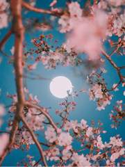 새벽과 밤을 함께한 그 꽃들을 바라보며