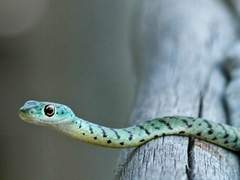 K/Xx/23/ 뱀독추출가