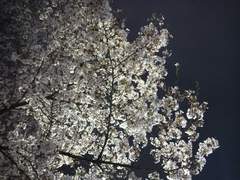 열다섯번째 연애담,5(다이에이 미유키 드림)