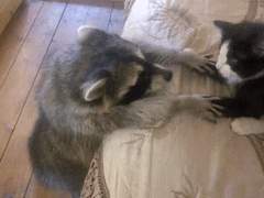 봄여름 합작 공지 ( 5/3 수정 )