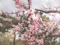 [BL] 도원향(桃源境) : Prologue