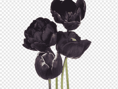 그대의 태양은 저물지 않으리라.