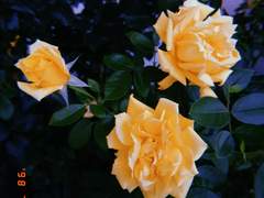 싸우는 네덜란드 여자들