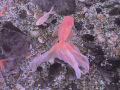 Keep a low profile 00