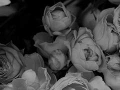 흰 목련꽃의 잔해