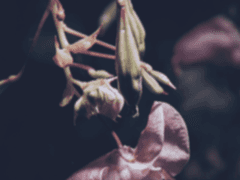 그 등불을 들고 있는 자는 누구인가요.