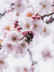 02. 봄에 내리는 눈