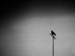 라케시스 히데아