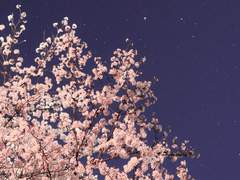 봄, 선물, 연인.