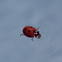 마리아 막달레나