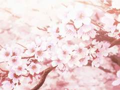 봄, 편지, 붉은 꽃잎