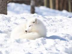 [키타아츠]화이트데이엔 여우가 뛰놉니다_1