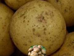 강원도 햇감자 팔아요 talk