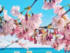 [히바츠나] 봄인가 봐