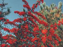 죽지 않는 오이디푸스 1