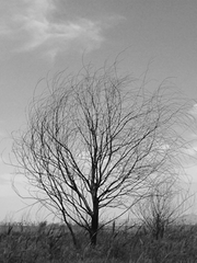 중편 - 가시나무 왕좌