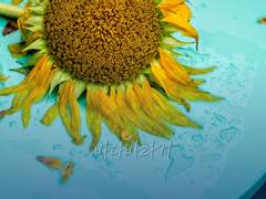 [마들에슾] 바다바라기 -01-