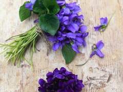 TO. 파란 목도리에 사는 흰 뱀에게