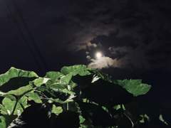 [호쿠스바] 잘 자, 좋은 꿈 꾸고.