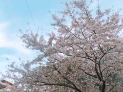 사랑은 개나 소나 다 한다지만