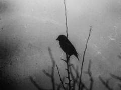 [랩슈/슙진] 새장에 갇힌 새가 왜 노래하는지 나는 아네_prolouge