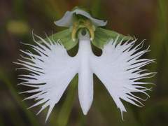 Pecteilis radiata 해오라기 난초