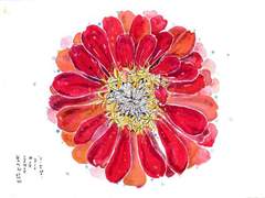 백일홍 {단편 츠키히나 소설}