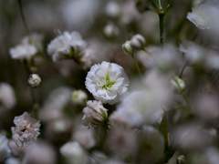 6. [마들에슾] 꽃 한송이