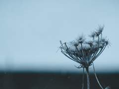 바람이 멎은 날