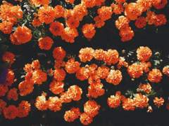 Rumble Tumble Bramble