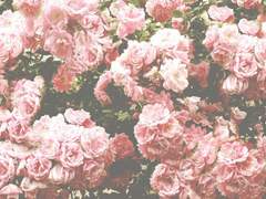 [바사라] 총과 장미