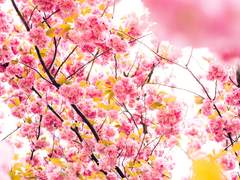 [파판14] 봄이여, 오라