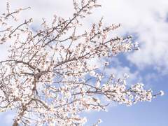 [파판14] 봄이여, 오라!