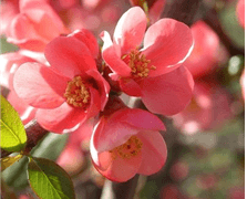 [스워/아나오비] Quince