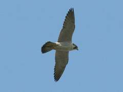 마법학교 화술당 4