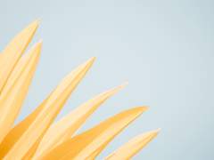 [Fate] 햇빛과 데이지