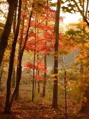 [흔들리는 세계] 사계의 마법사