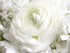 [미르쏘]수백 장 꽃잎의 찬가