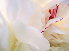 [Fate] 「 」을 주세요.